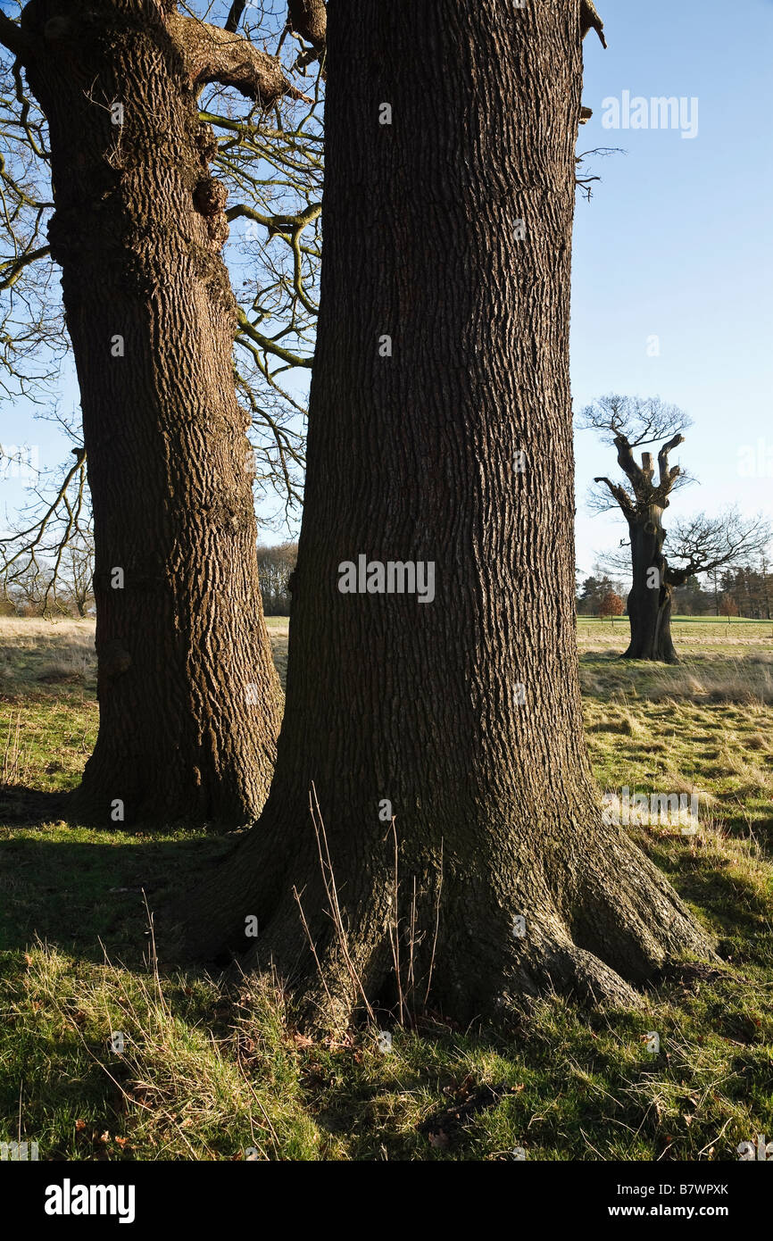 Alberi di quercia in Kedleston Park, Derbyshire, Inghilterra Foto Stock