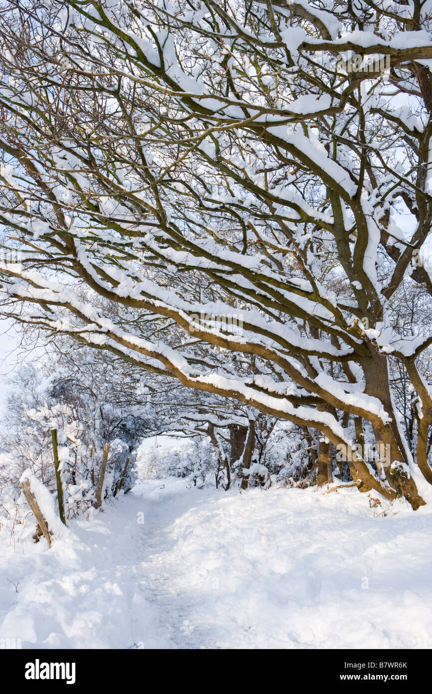 Alberi e il sentiero sotto la neve. Inviare, Surrey, Regno Unito. Foto Stock