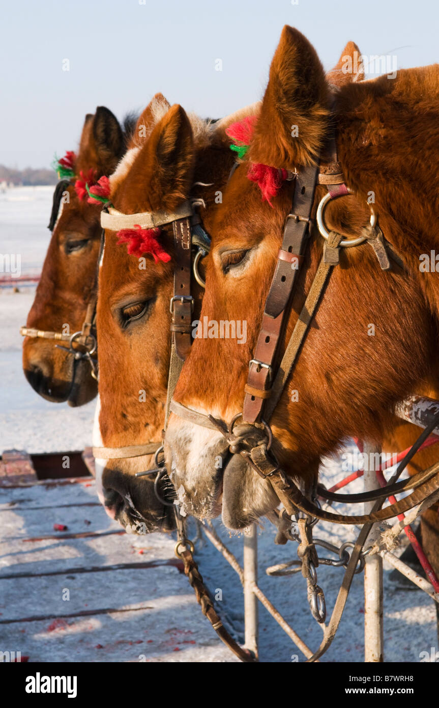 I cavalli che portano i visitatori attraverso il Songhua Frozen River a Harbin, Provincia di Heilongjiang, Cina 2009 Foto Stock