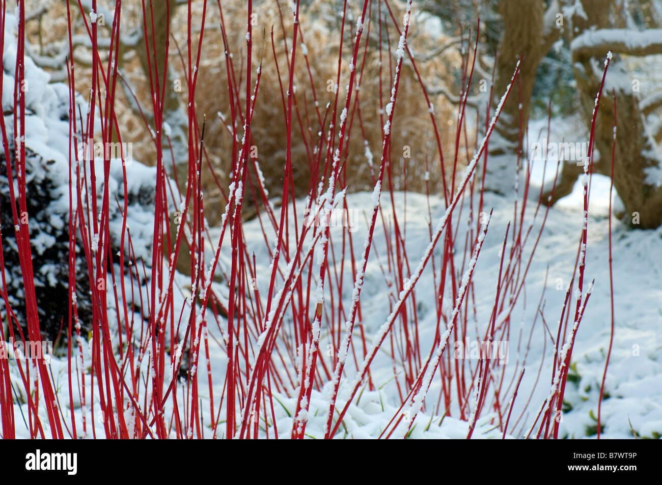 Coperta di neve cornus alba sibirica in un giardino di inverno Foto Stock