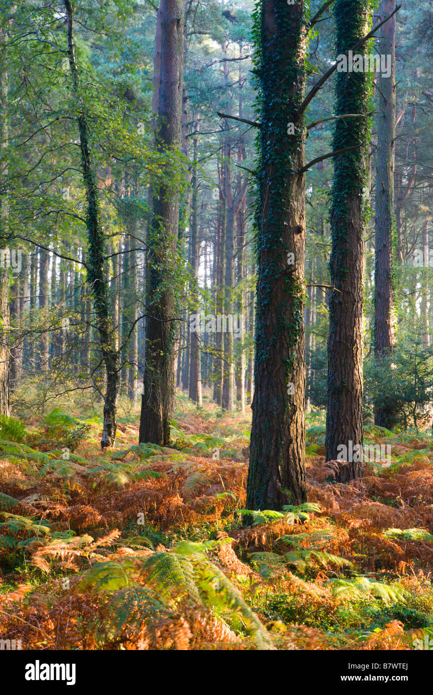 Colori autunnali in Luccombe Plantation Parco Nazionale di Exmoor Somerset Inghilterra Foto Stock