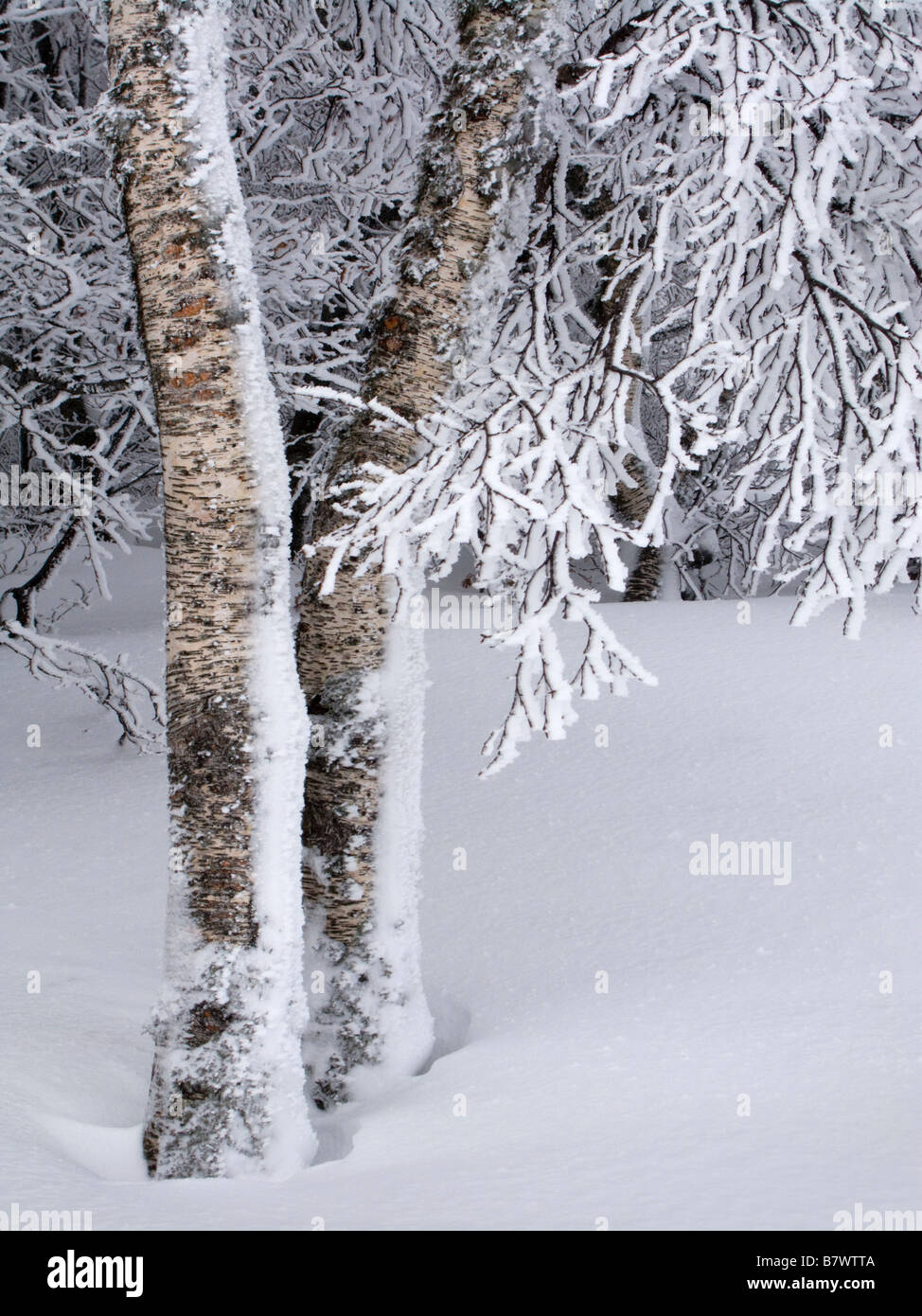 Coperta di neve betulla dell'Etna. Auvergne Francia Foto Stock