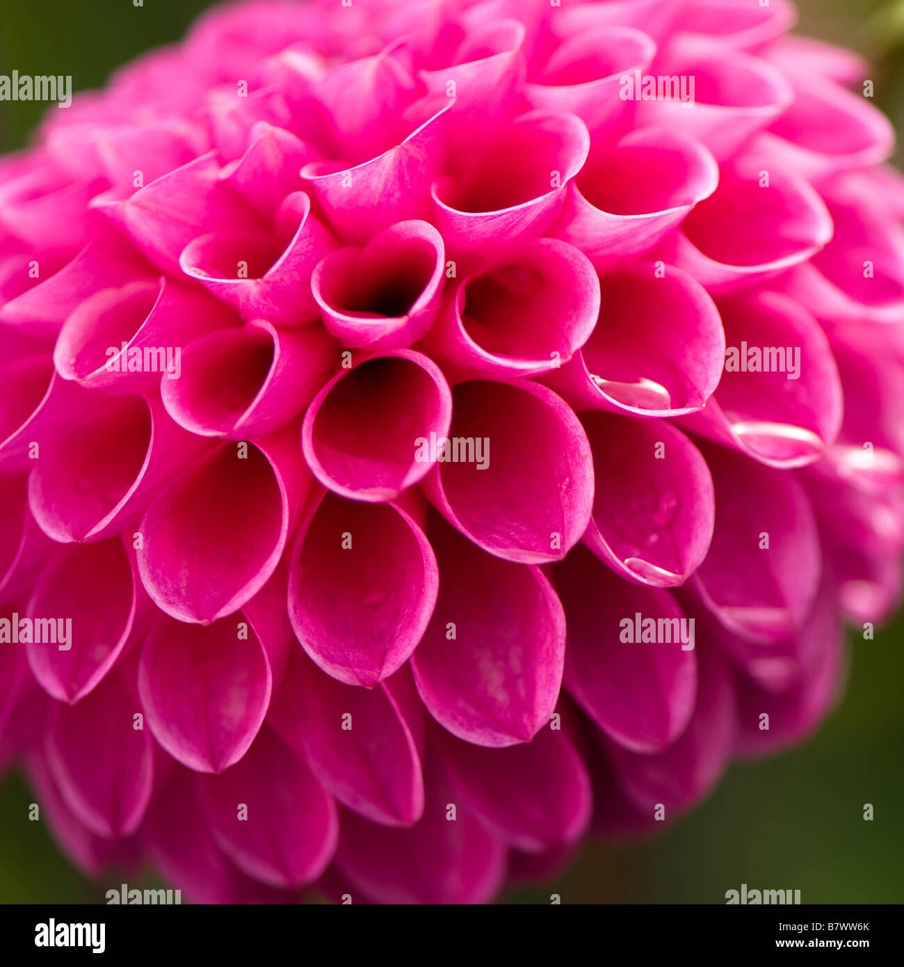 Close up rosa luminoso Dahlia Mary's Jomanda Foto Stock