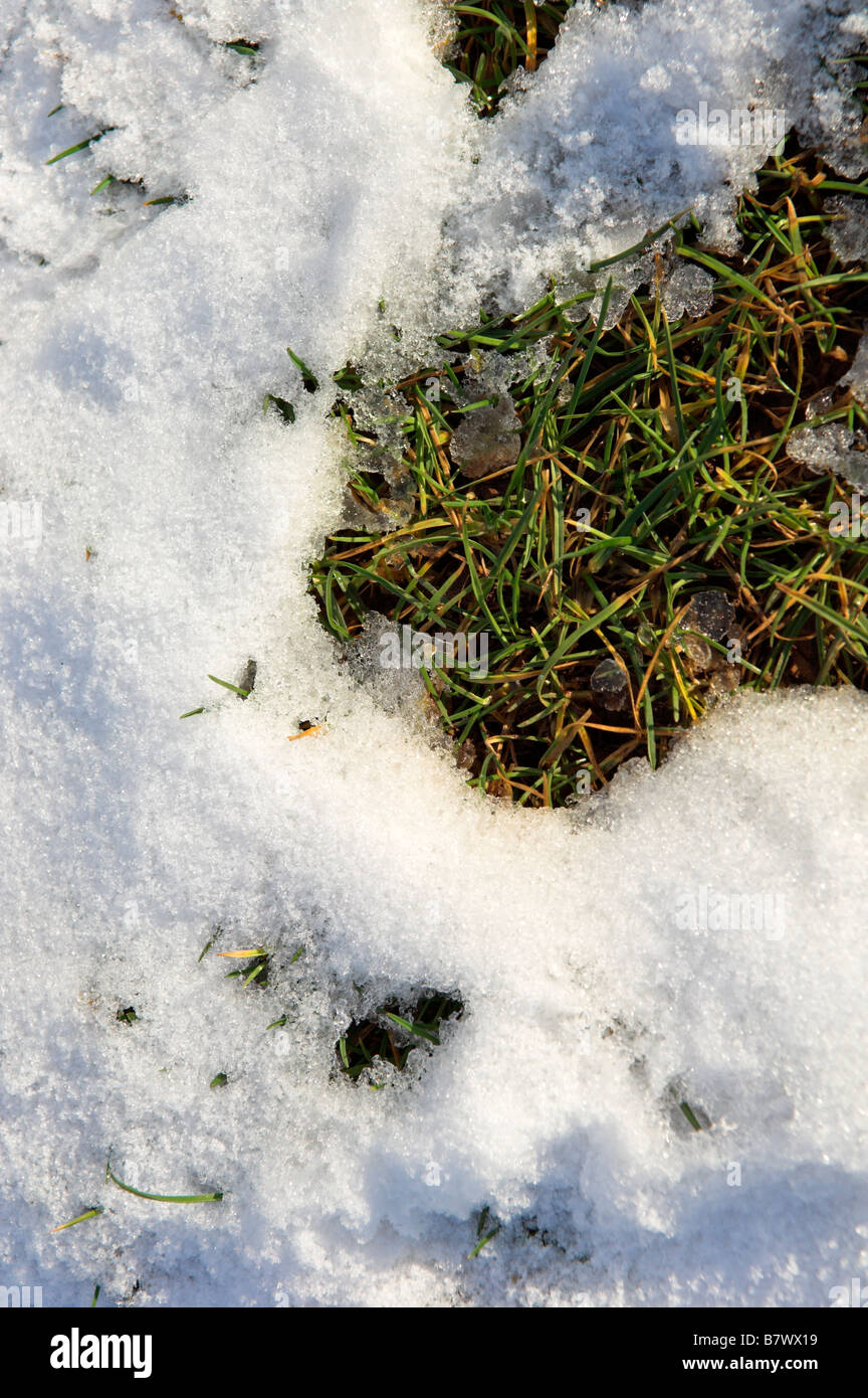 Germogli verdi di lame di recupero di erba attraverso la fusione della neve Foto Stock