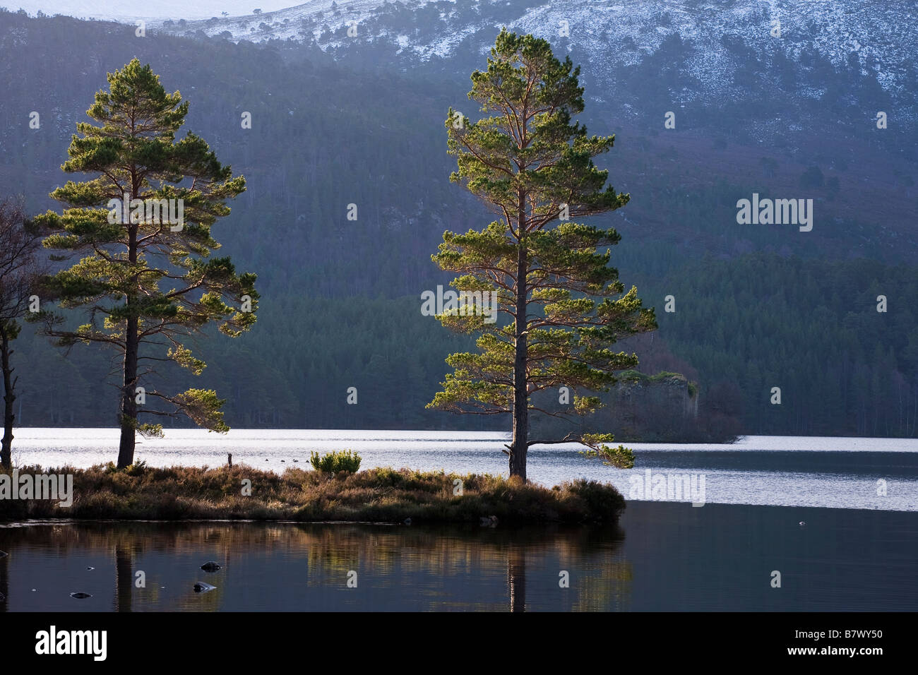 Due alberi di pino, Loch un Eilein, Rothiemurchus, Scozia Foto Stock