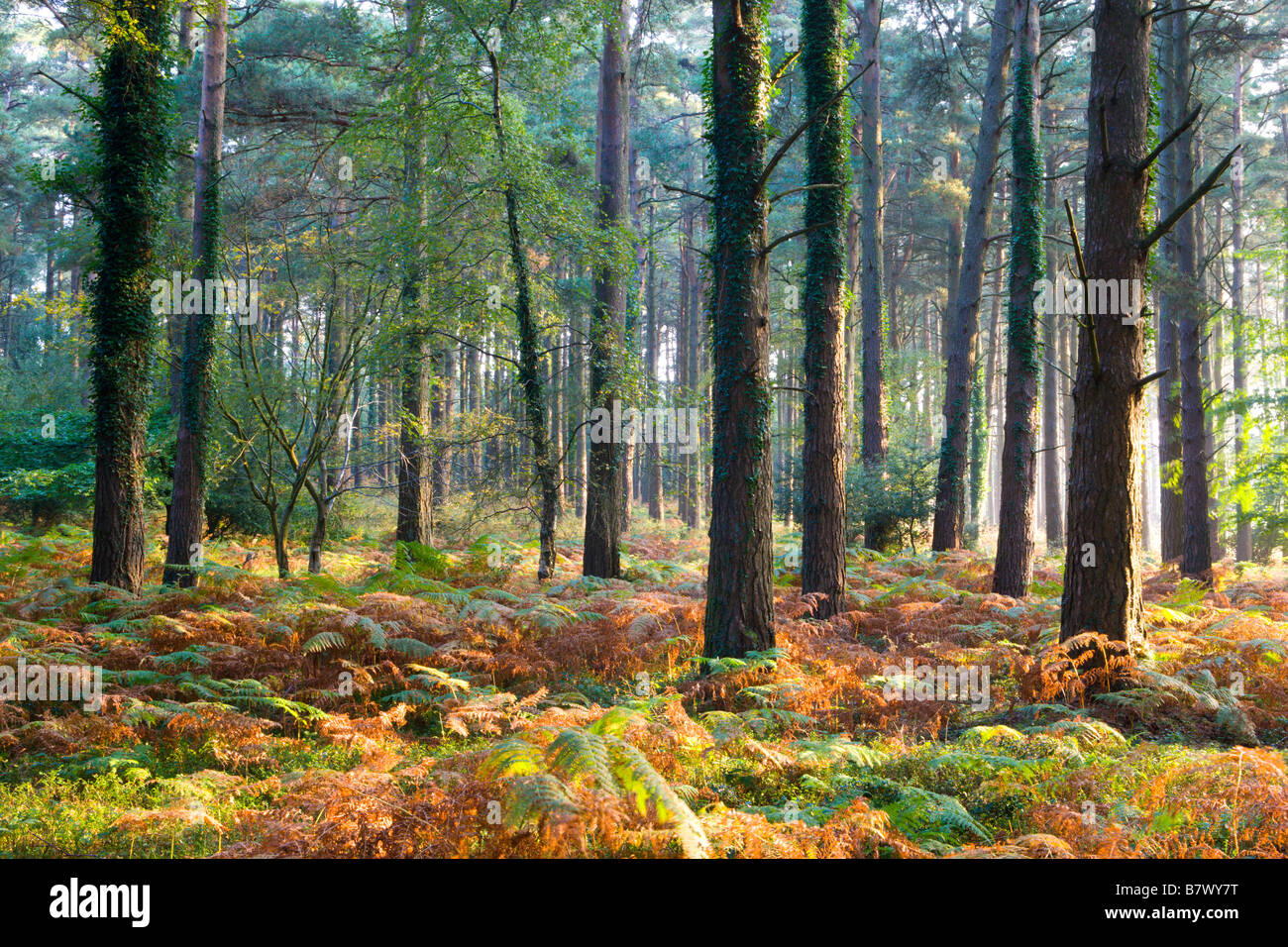 Colori autunnali in Luccombe Plantation Parco Nazionale di Exmoor Somerset Inghilterra Foto Stock