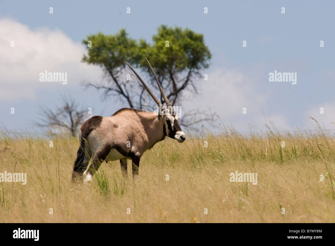 Gioco Gemsbok Park South Africa Foto Stock