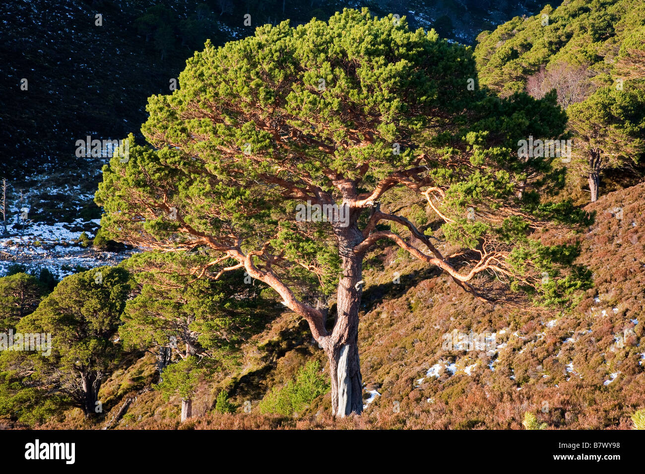 Caledonian Pine, Rothiemurchus, Scozia Foto Stock