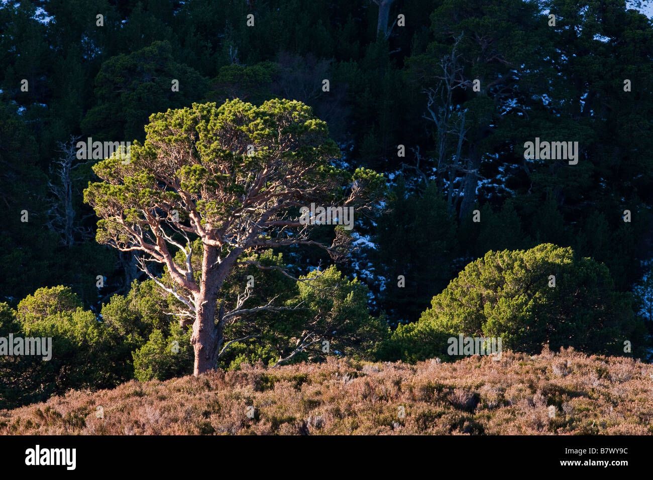 Caledonian Pine, Rothiemurchus, Scozia Foto Stock