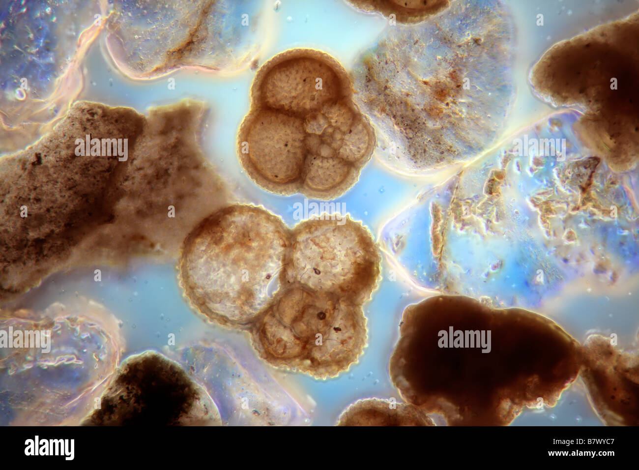 Fondali marini che mostra una piccola gamma di micro fossili e organismi contenuti, principalmente i foraminiferi Foto Stock