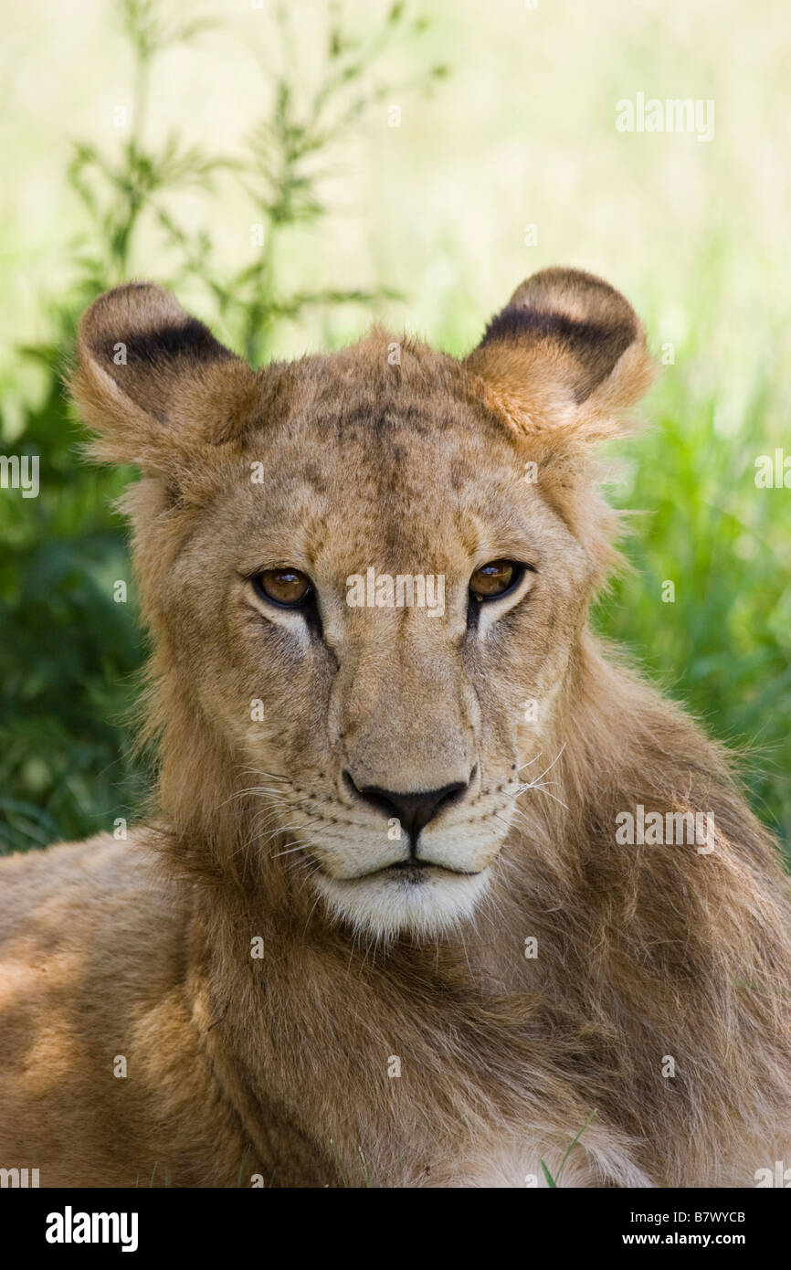 Giovani Lion a Lion Park South Africa Foto Stock