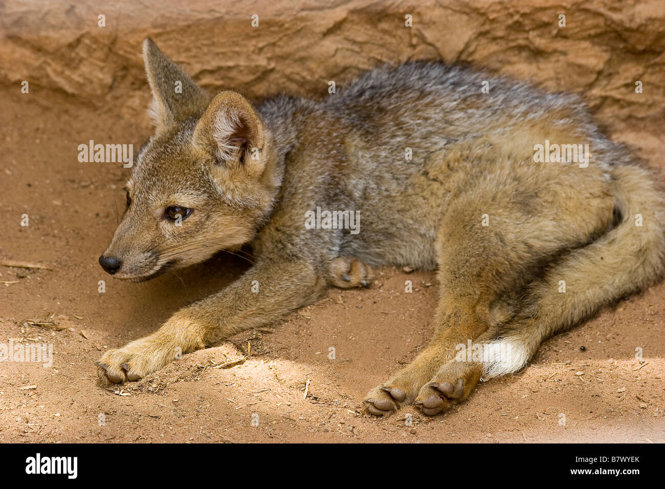 Black backed Jackal Game Park South Africa Foto Stock