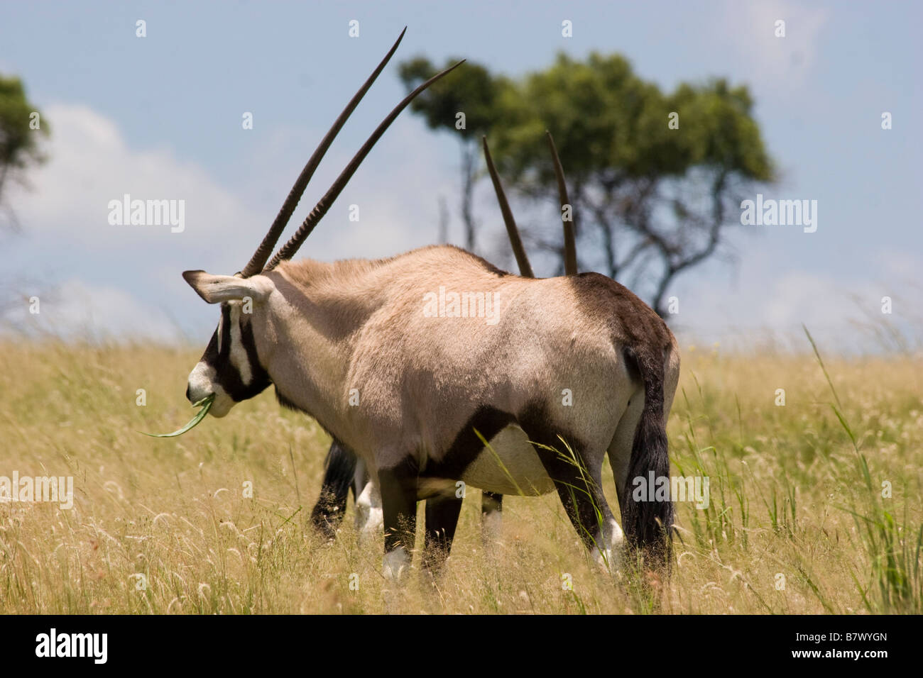 Gioco Gemsbok Park South Africa Foto Stock