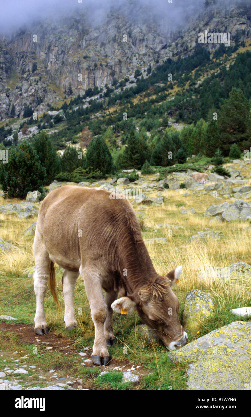 Gli animali domestici della specie bovina (Bos primigenius f. taurus), di vitello al pascolo nei prati di montagna, Spagna, Pirenei, Aiguestortes Parco Nazionale, Llei Foto Stock