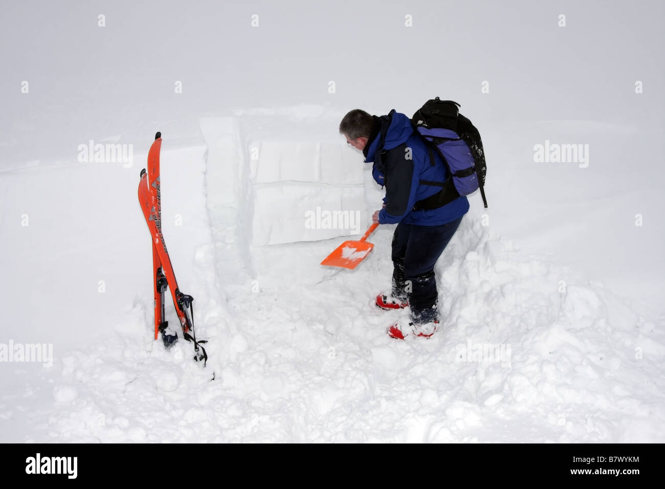 Sciatore evidenziando strati di neve al fine di valutare il pericolo di valanghe, Regno Unito Foto Stock
