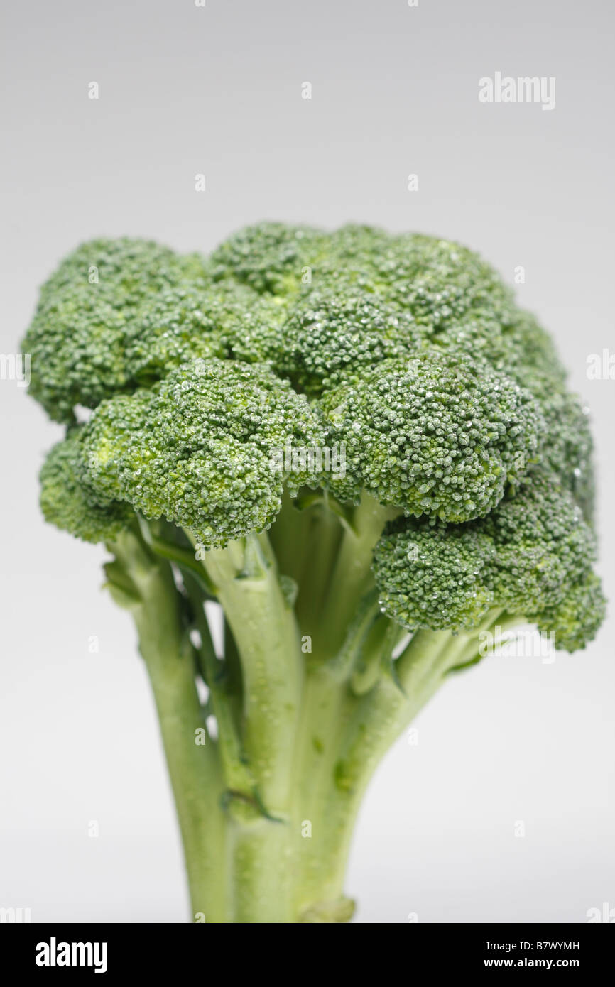 Broccoli, studio shot Foto Stock