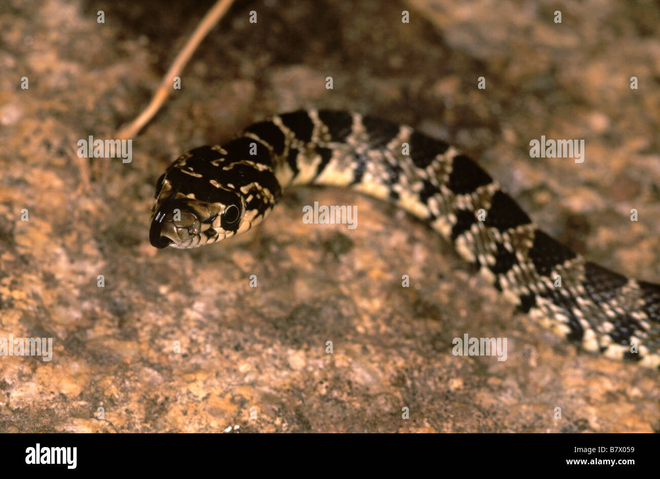 Il ferro di cavallo frusta snake (Coluber hippocrepis) Foto Stock