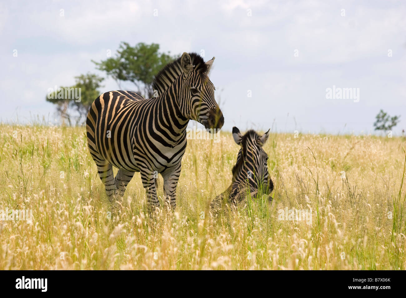 Zebre Parco Giochi Sud Africa Foto Stock