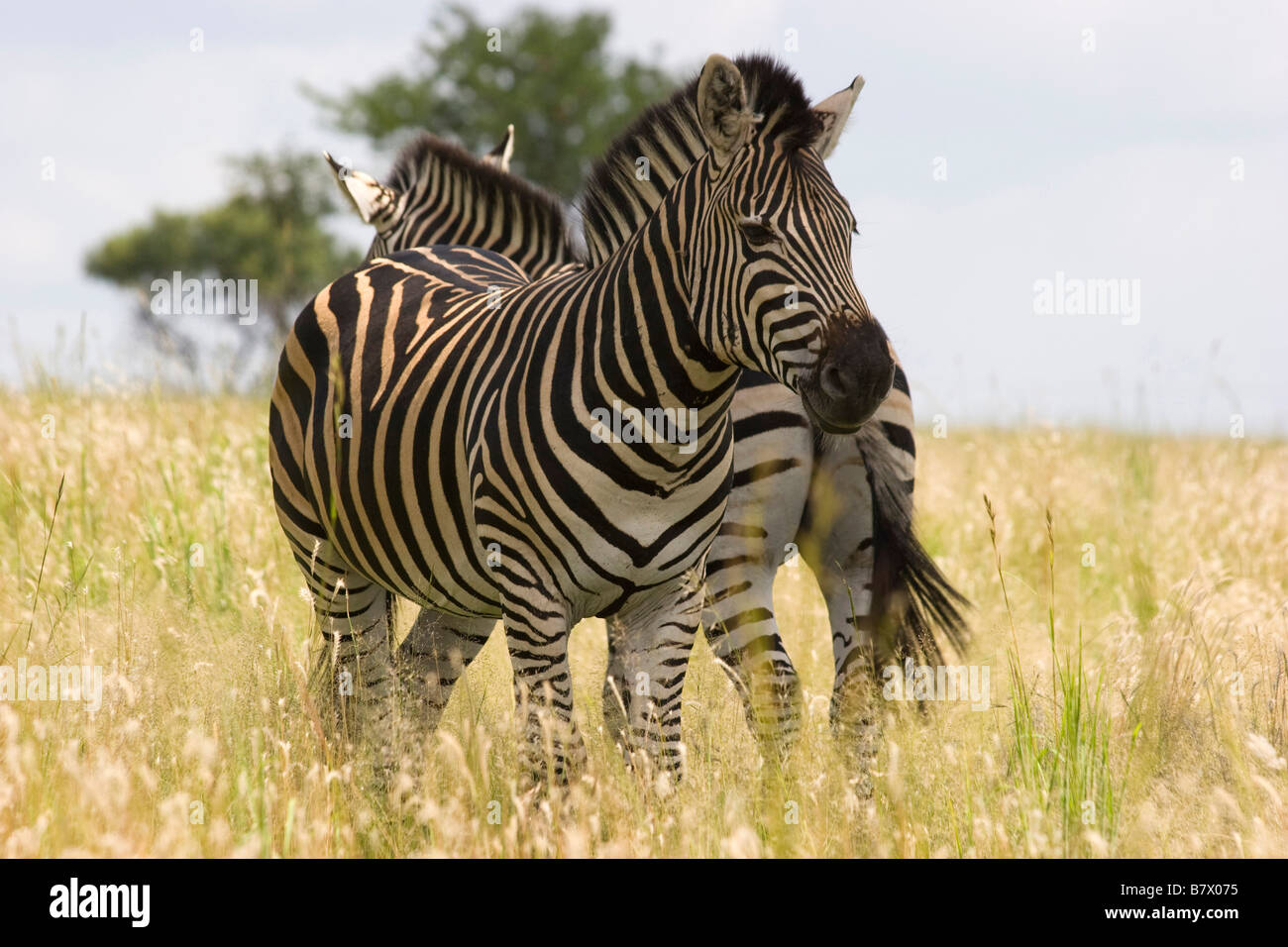 Zebre Parco Giochi Sud Africa Foto Stock