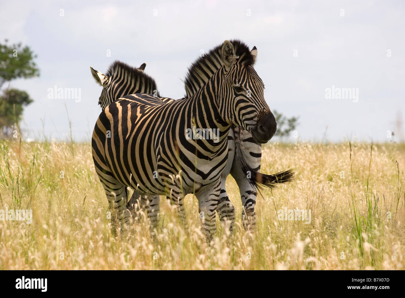Zebre Parco Giochi Sud Africa Foto Stock
