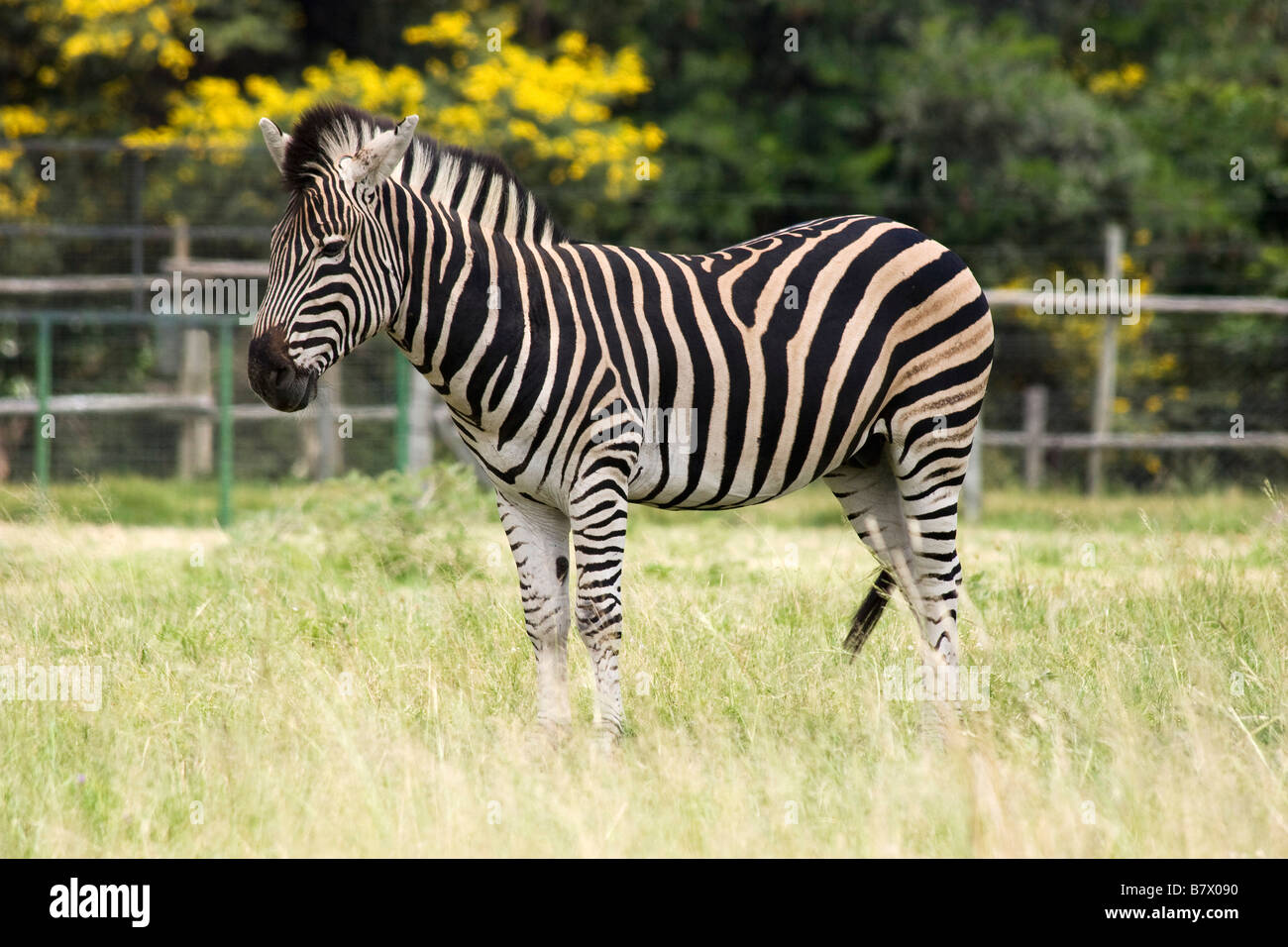 Zebra Game Park South Africa Foto Stock