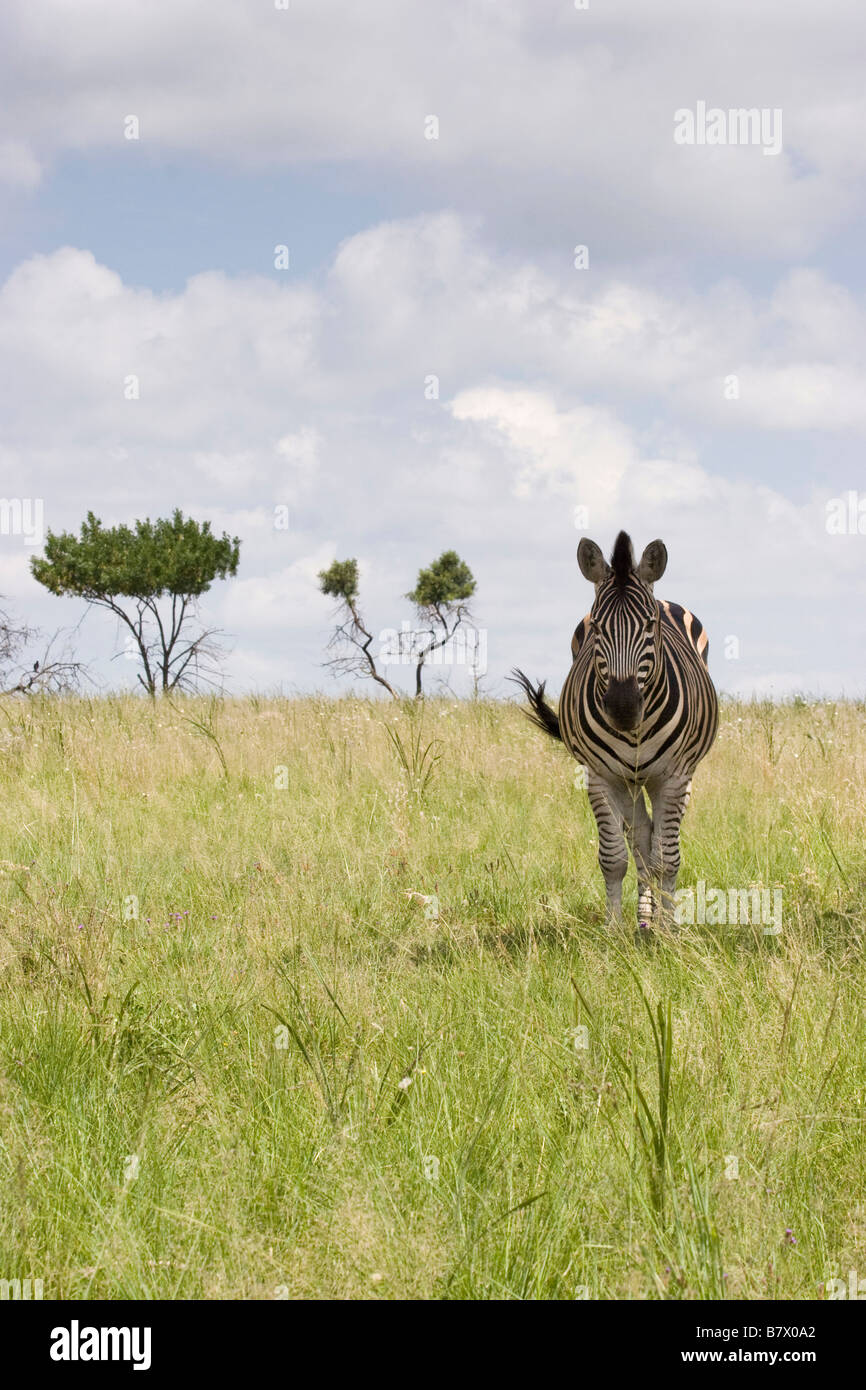 Zebra Game Park South Africa Foto Stock