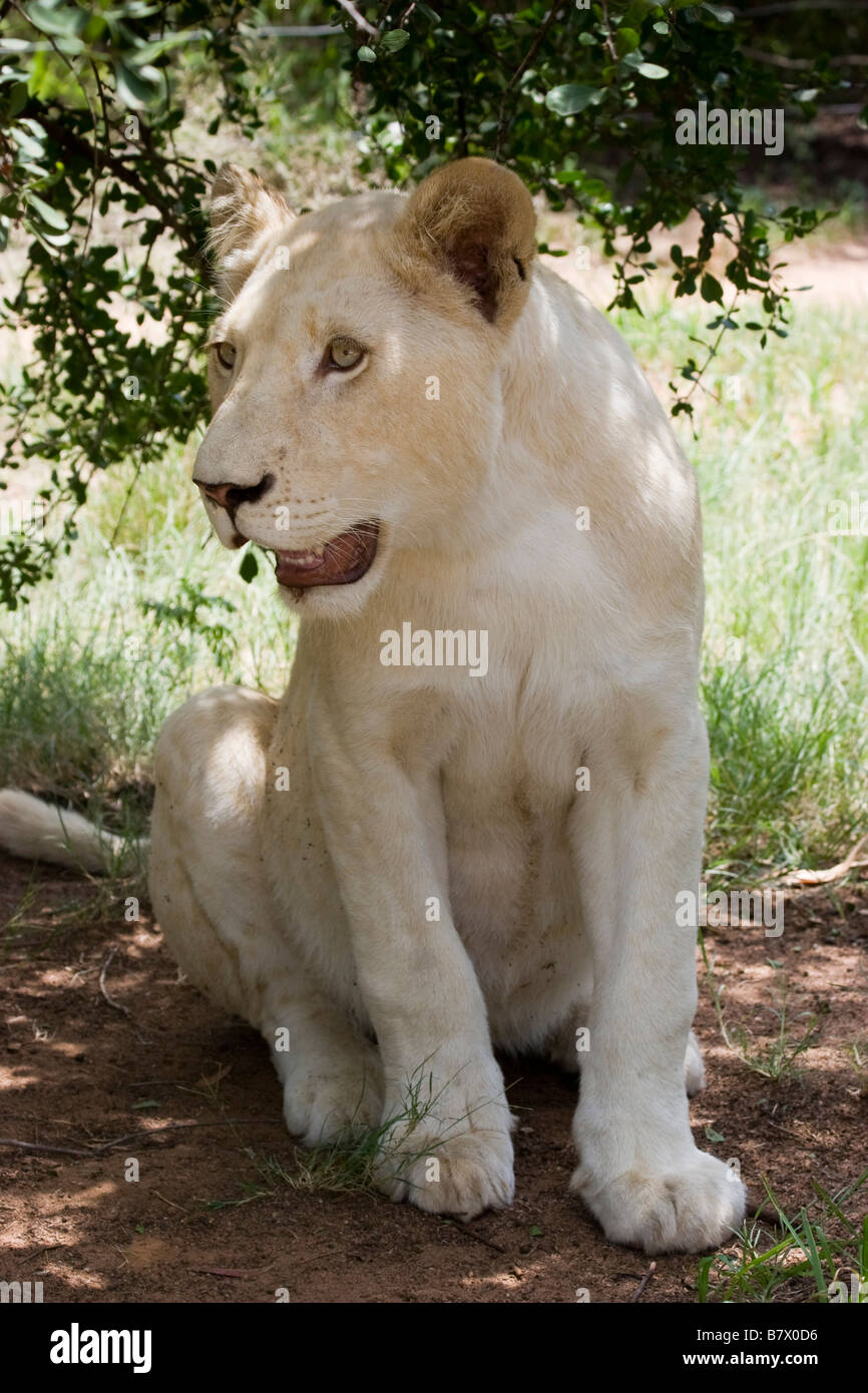 Leonessa bianca al Lion Park South Africa Foto Stock