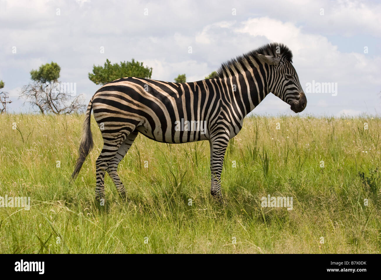 Zebra Game Park South Africa Foto Stock