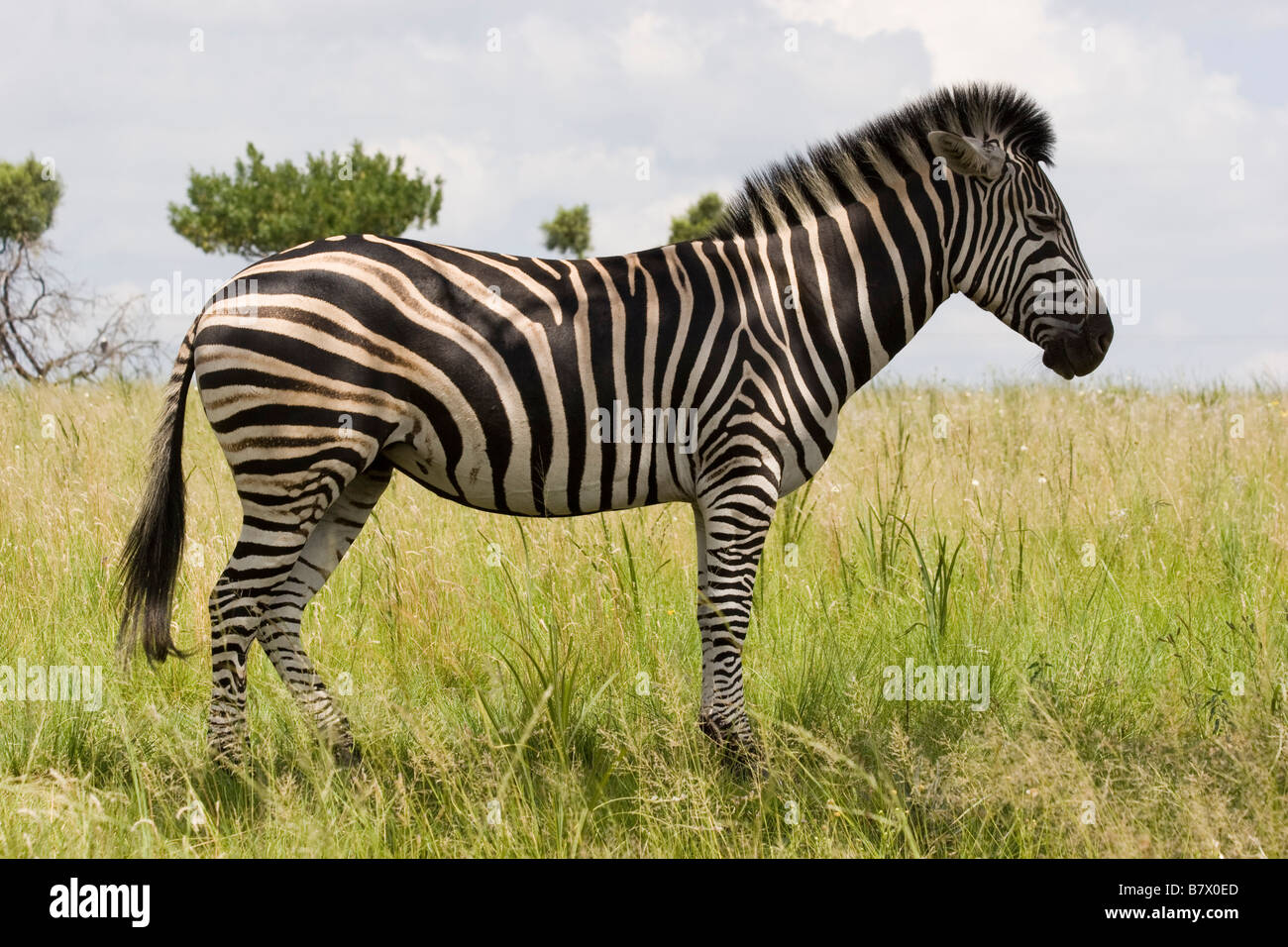 Zebra Game Park South Africa Foto Stock