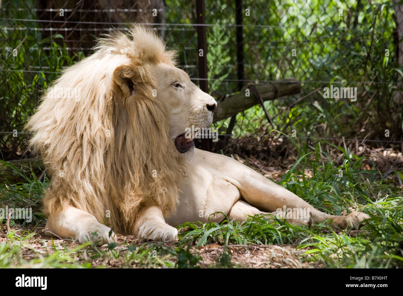 Maschio di Leone al Lion Park South Africa Foto Stock