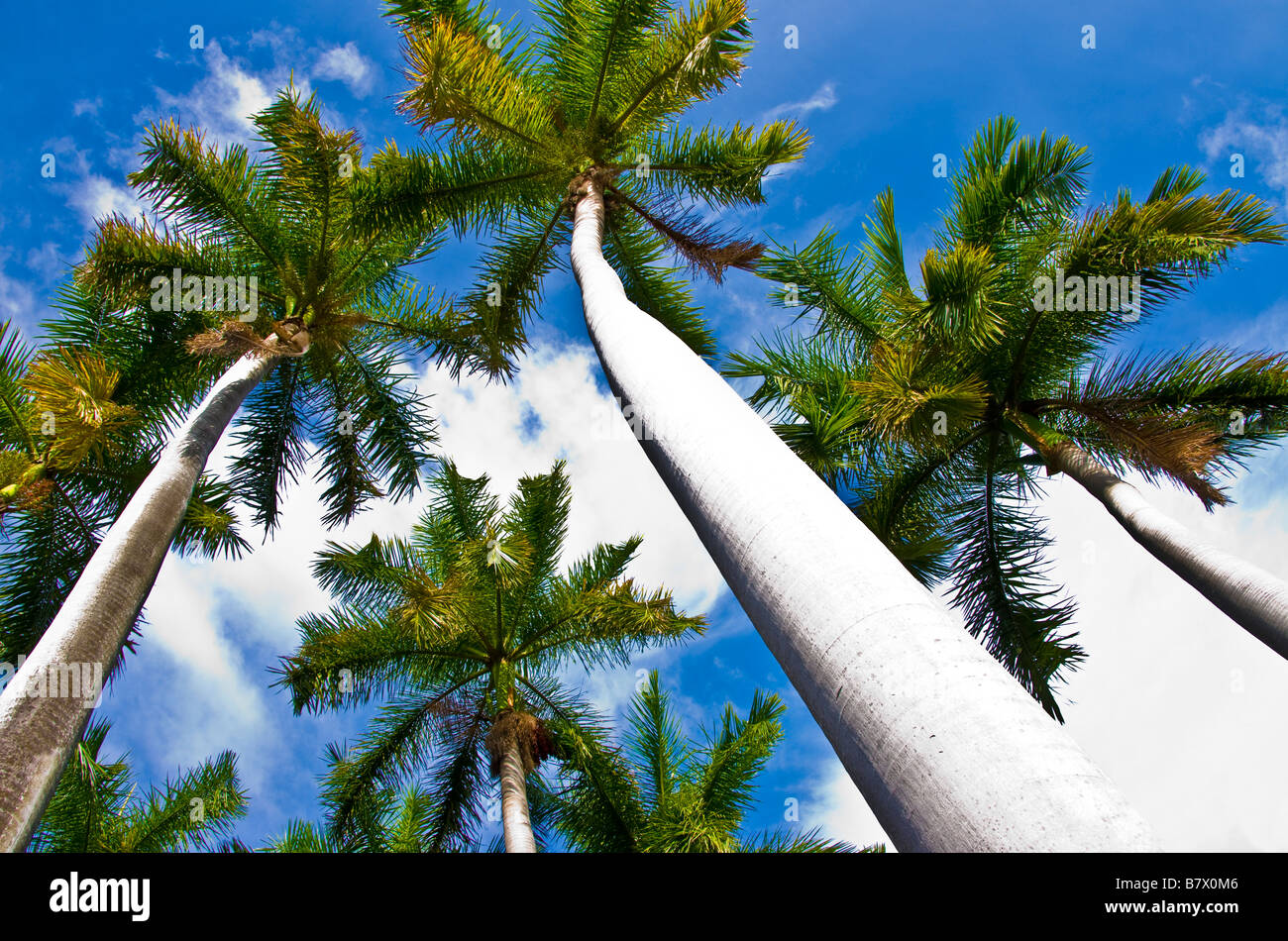 Le palme in Nicaragua Foto Stock
