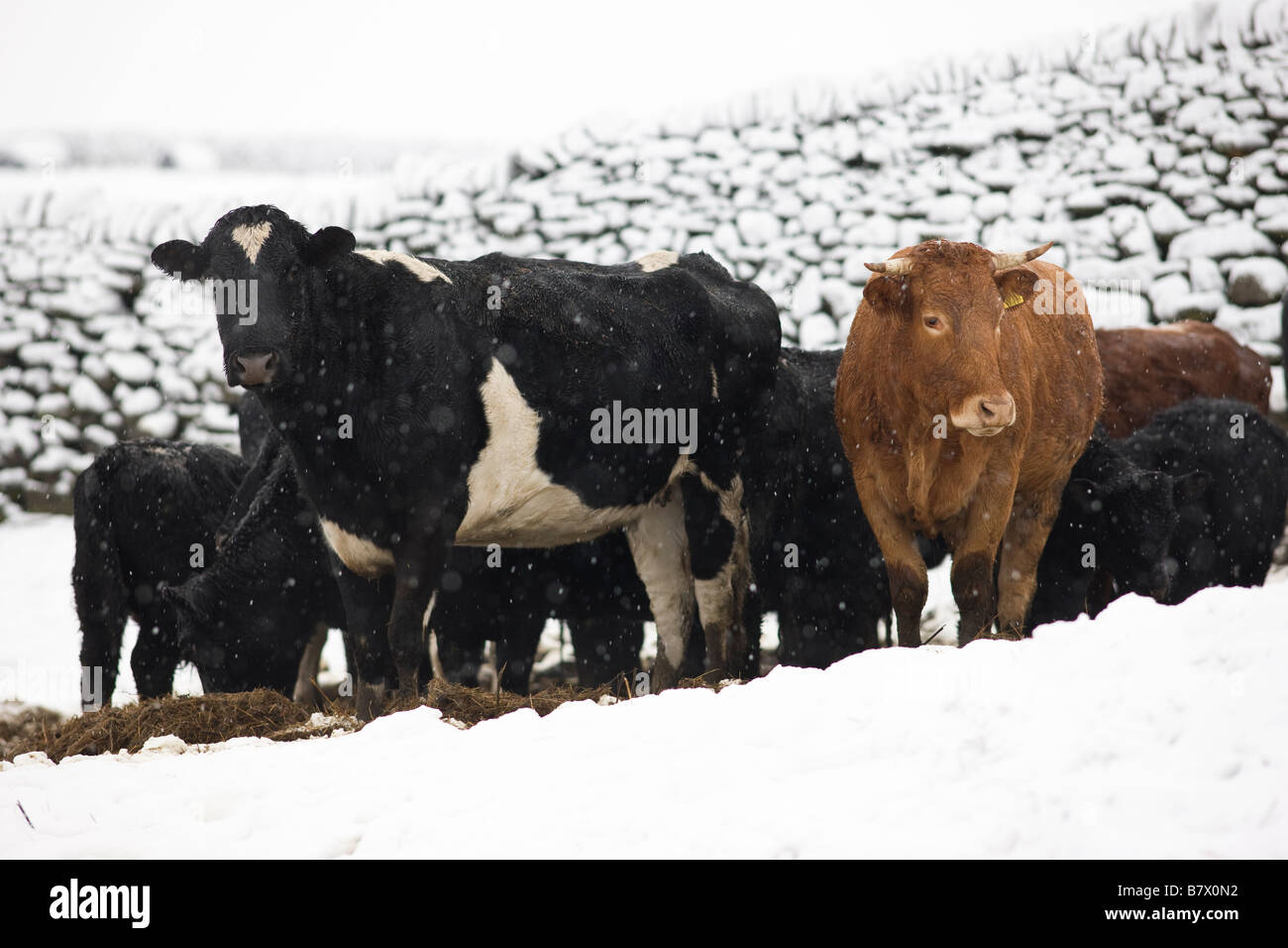 Bovini raggruppati in coperta di neve campo, Yorkshire Regno Unito Foto Stock