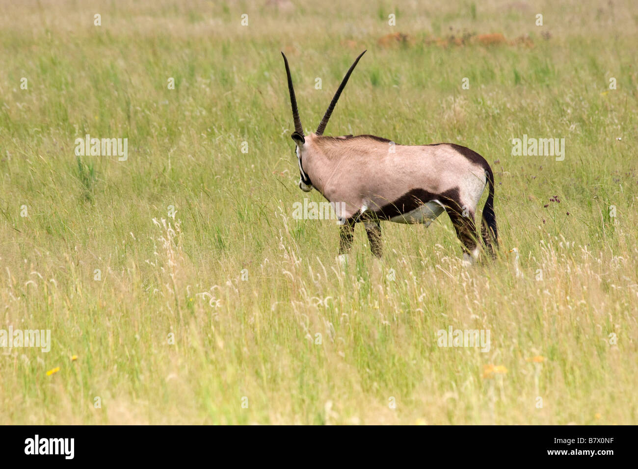 Gioco Gemsbok Park South Africa Foto Stock