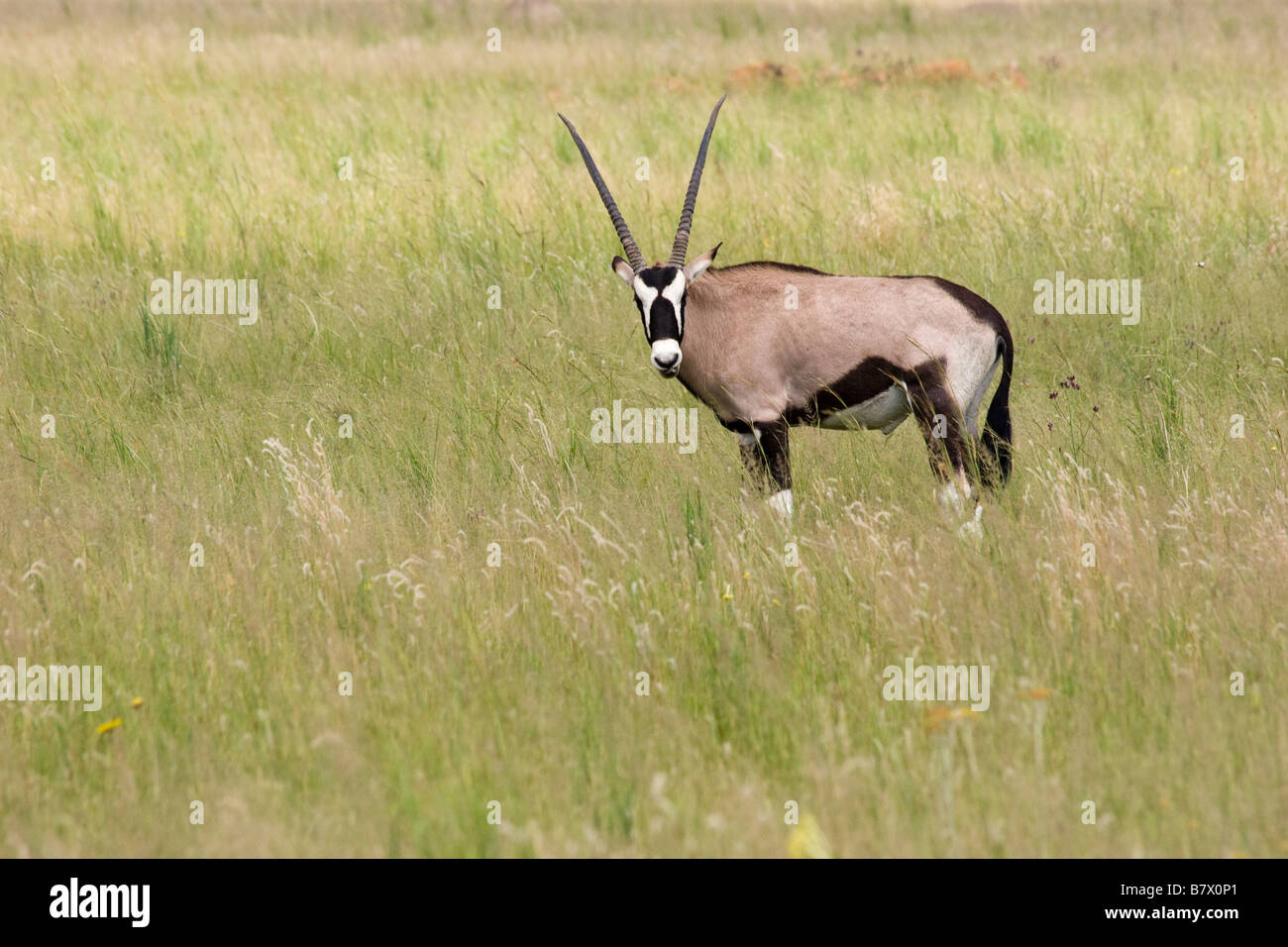 Gioco Gemsbok Park South Africa Foto Stock