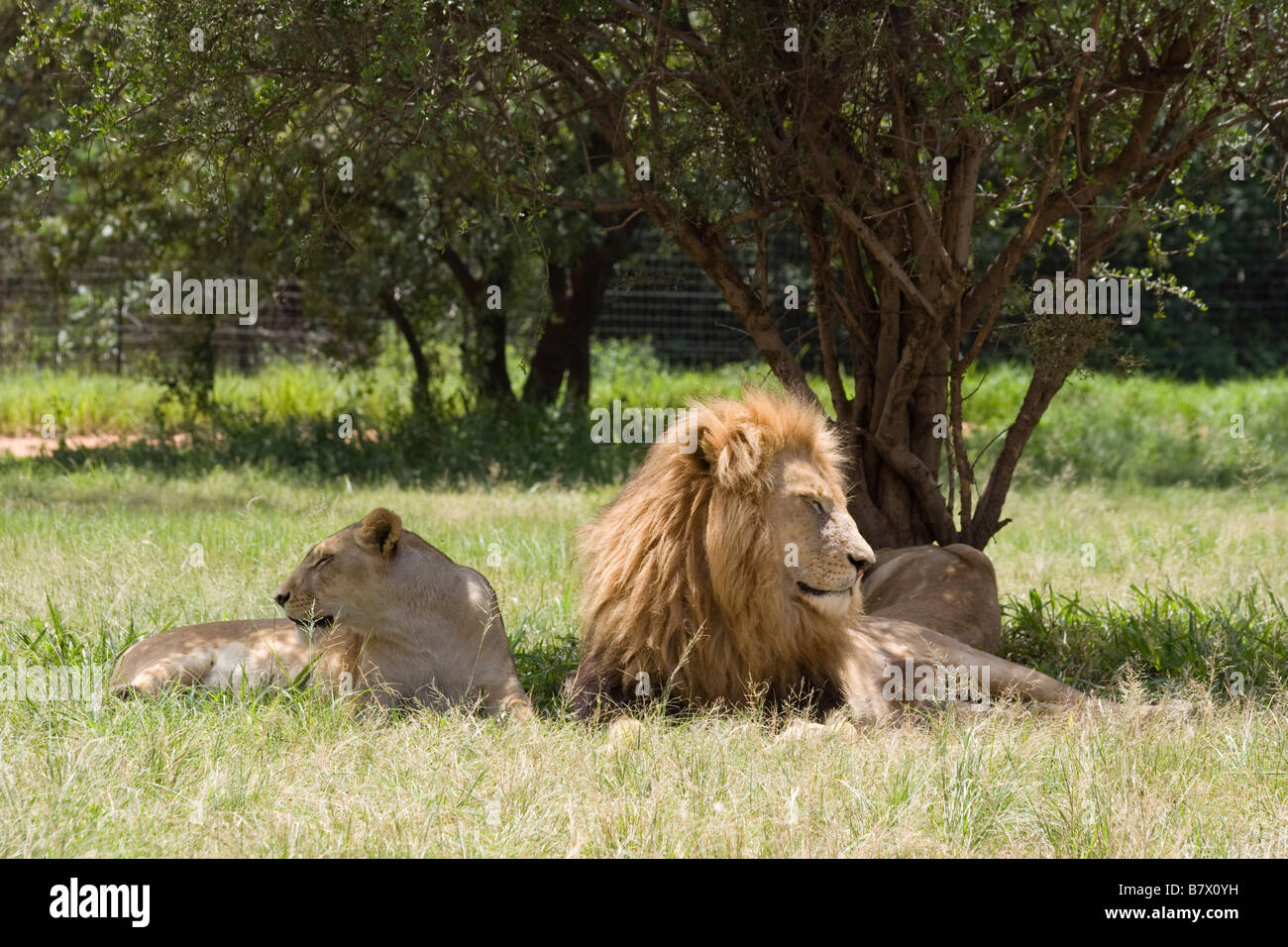I Lions al Lion Park South Africa Foto Stock