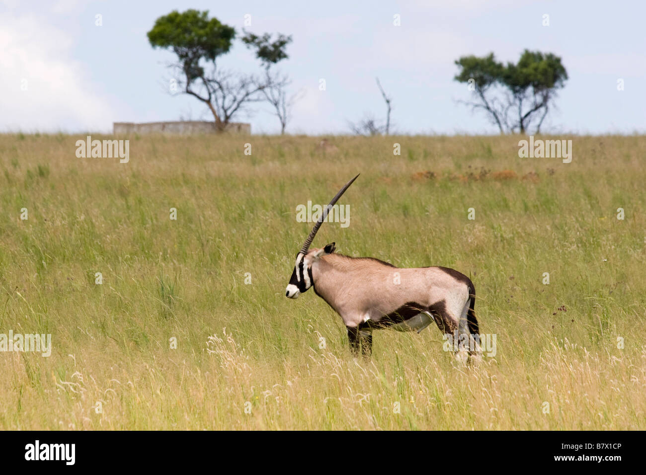 Gioco Gemsbok Park South Africa Foto Stock