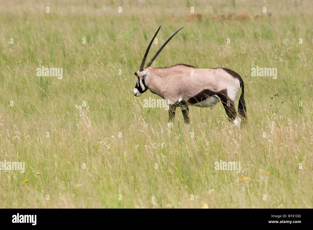 Gioco Gemsbok Park South Africa Foto Stock