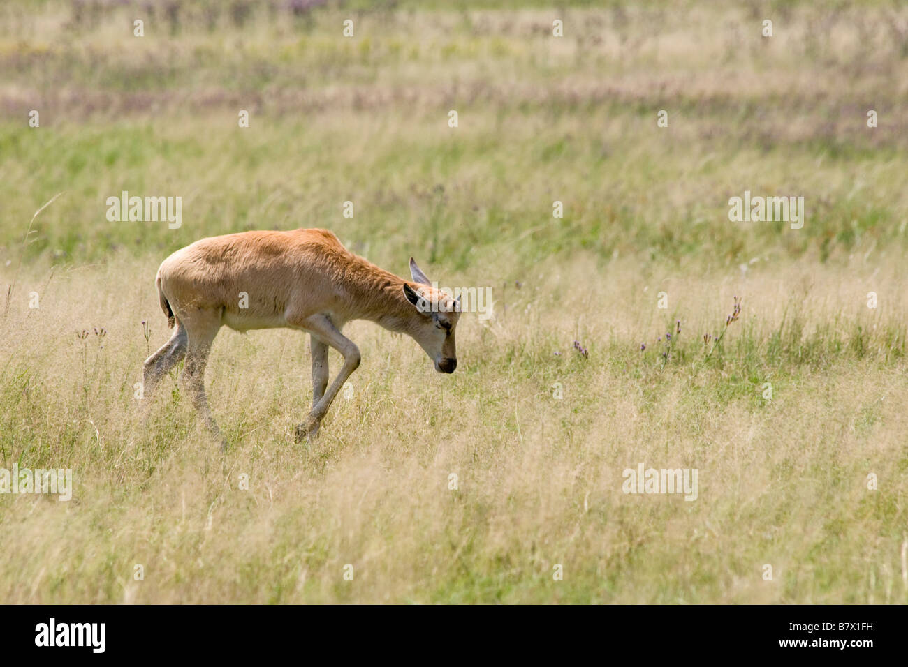 Baby Blesbok Game Park South Africa Foto Stock