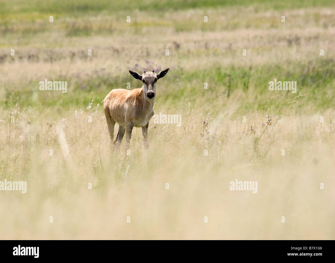 Baby Blesbok Game Park South Africa Foto Stock