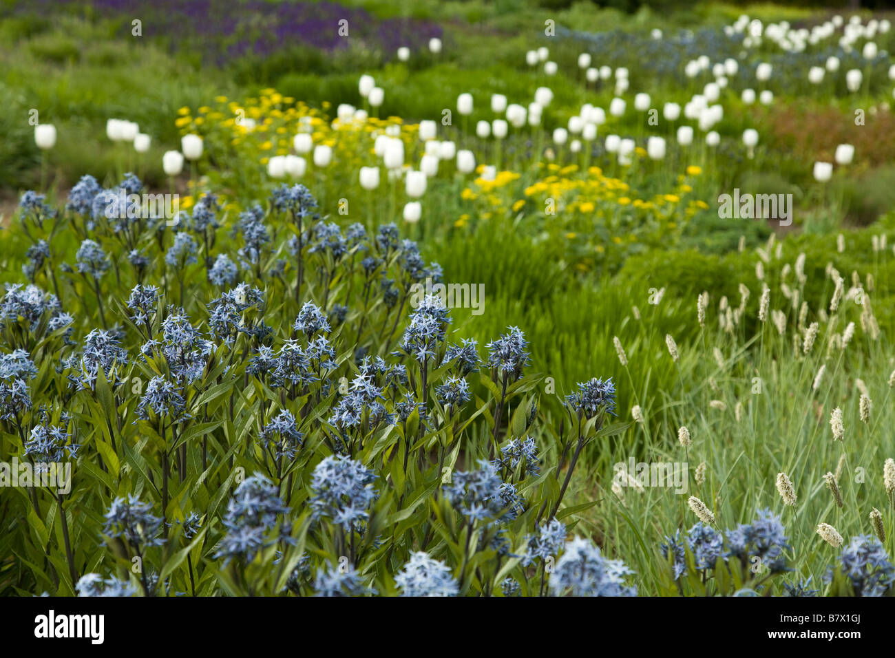 ILLINOIS Chicago molla nativi fiori selvaggi e tulipani fiore in giardino Lurie nel Millennium Park Foto Stock