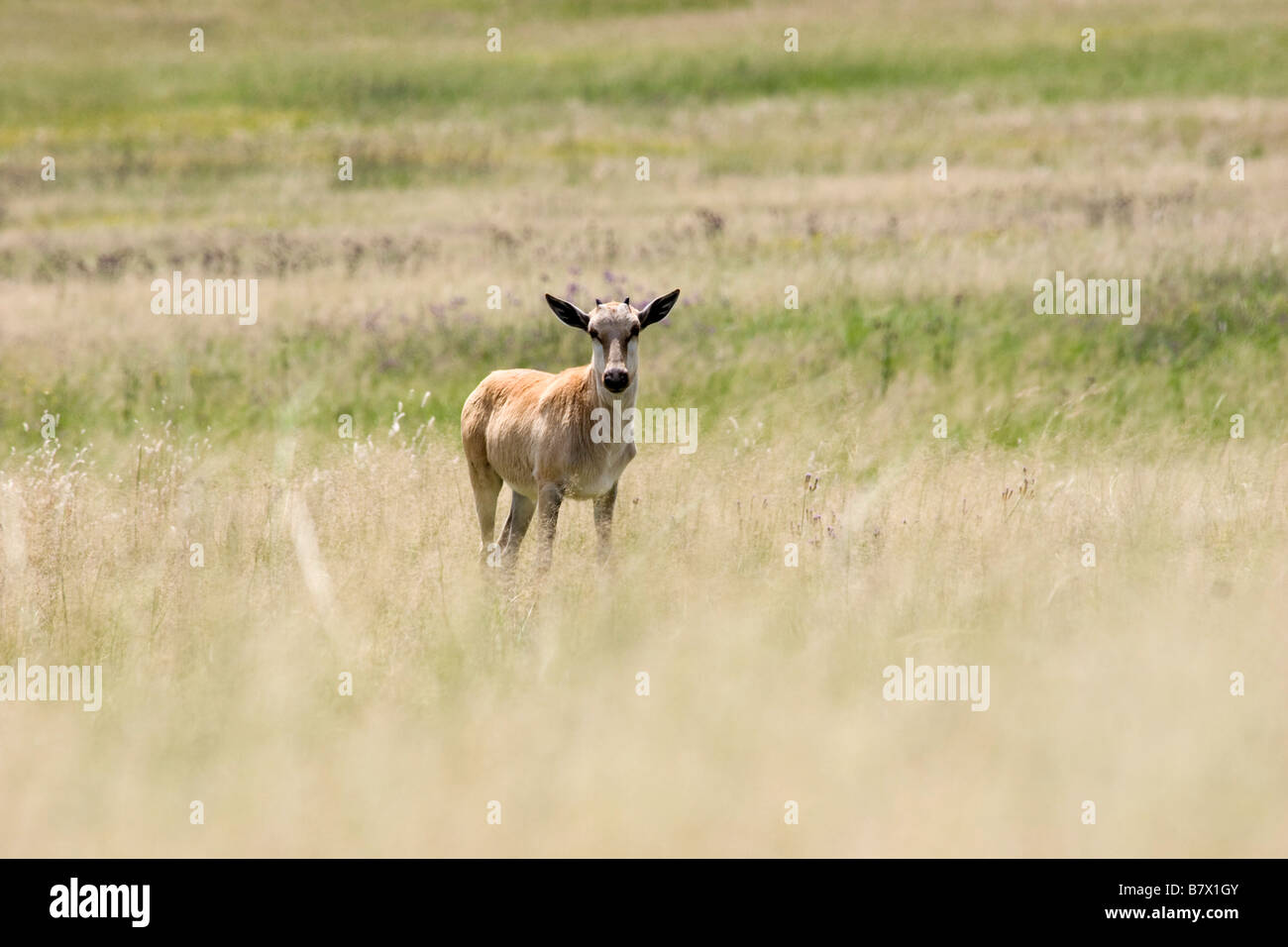 Baby Blesbok Game Park South Africa Foto Stock