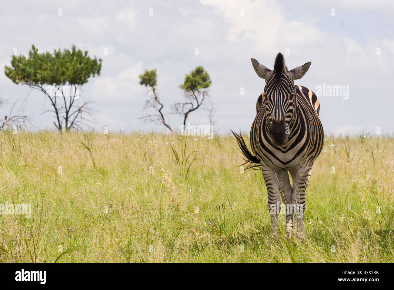 Zebra Game Park South Africa Foto Stock