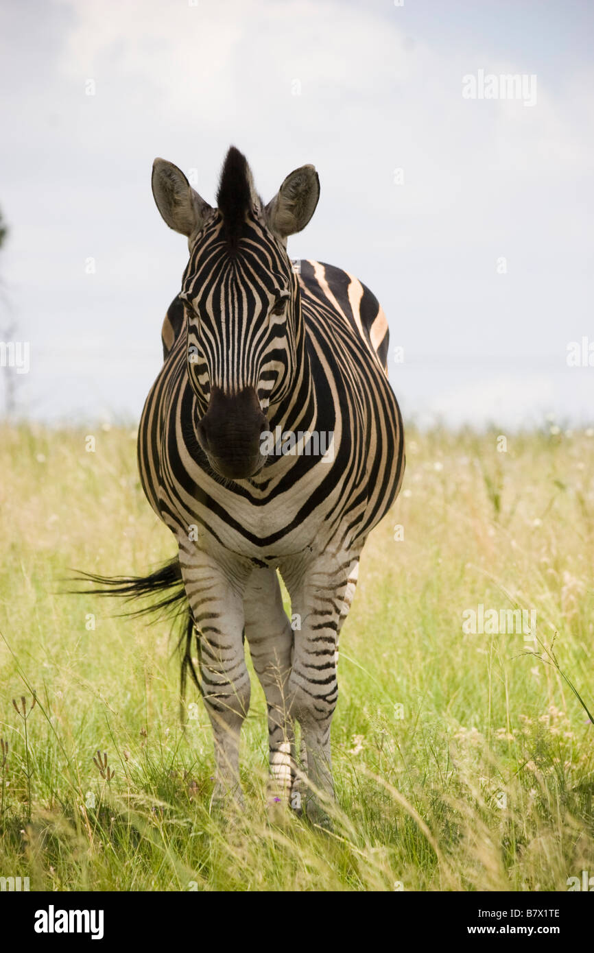 Zebra Game Park South Africa Foto Stock