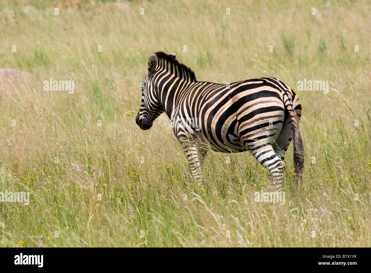 Zebra Game Park South Africa Foto Stock
