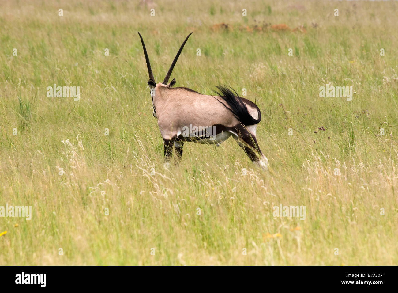 Gioco Gemsbok Park South Africa Foto Stock