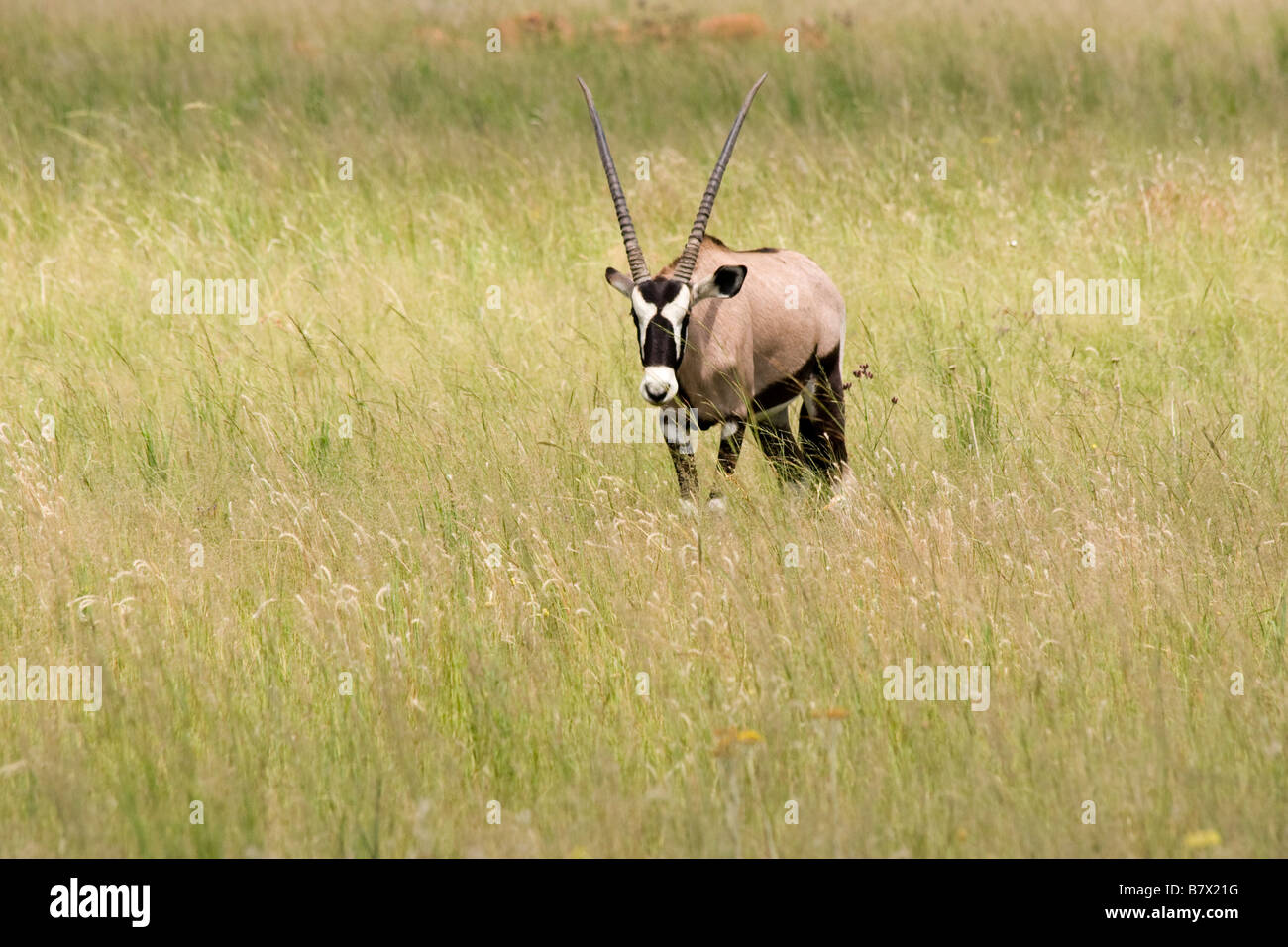 Gioco Gemsbok Park South Africa Foto Stock