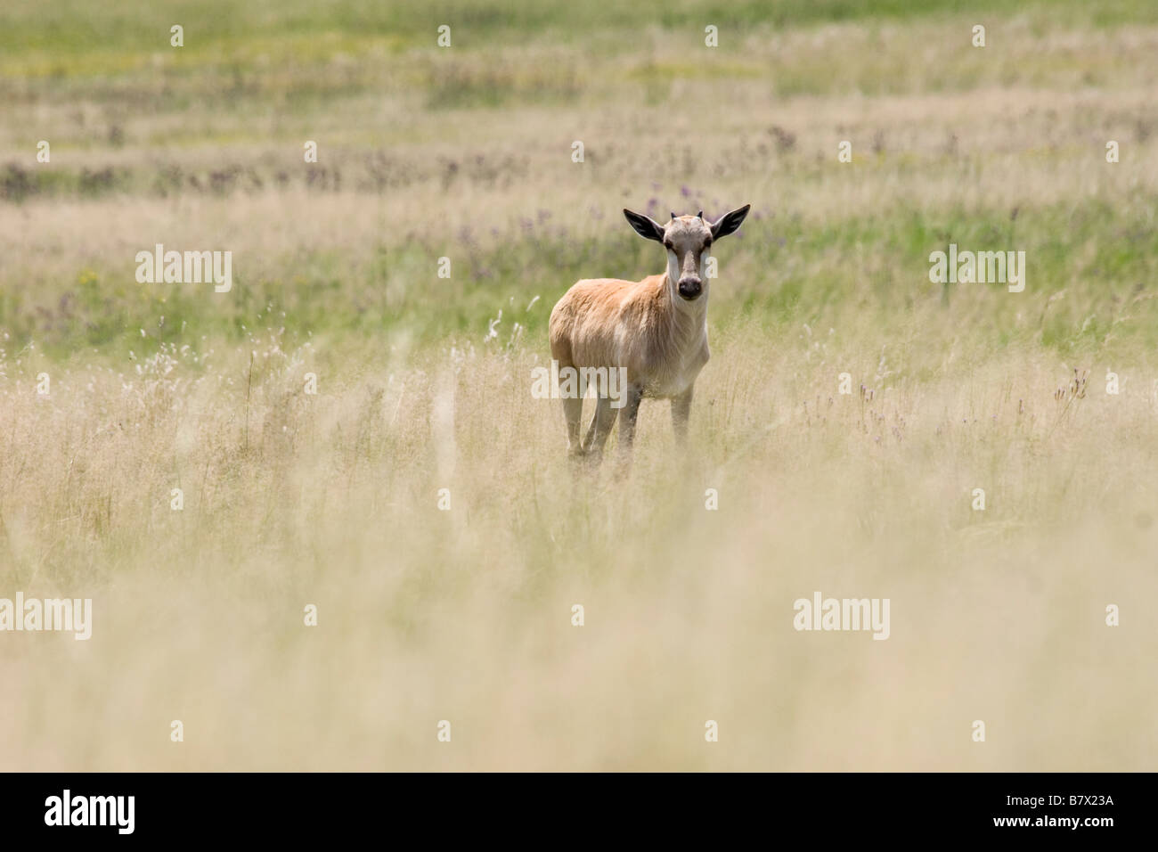 Baby Blesbok Game Park South Africa Foto Stock