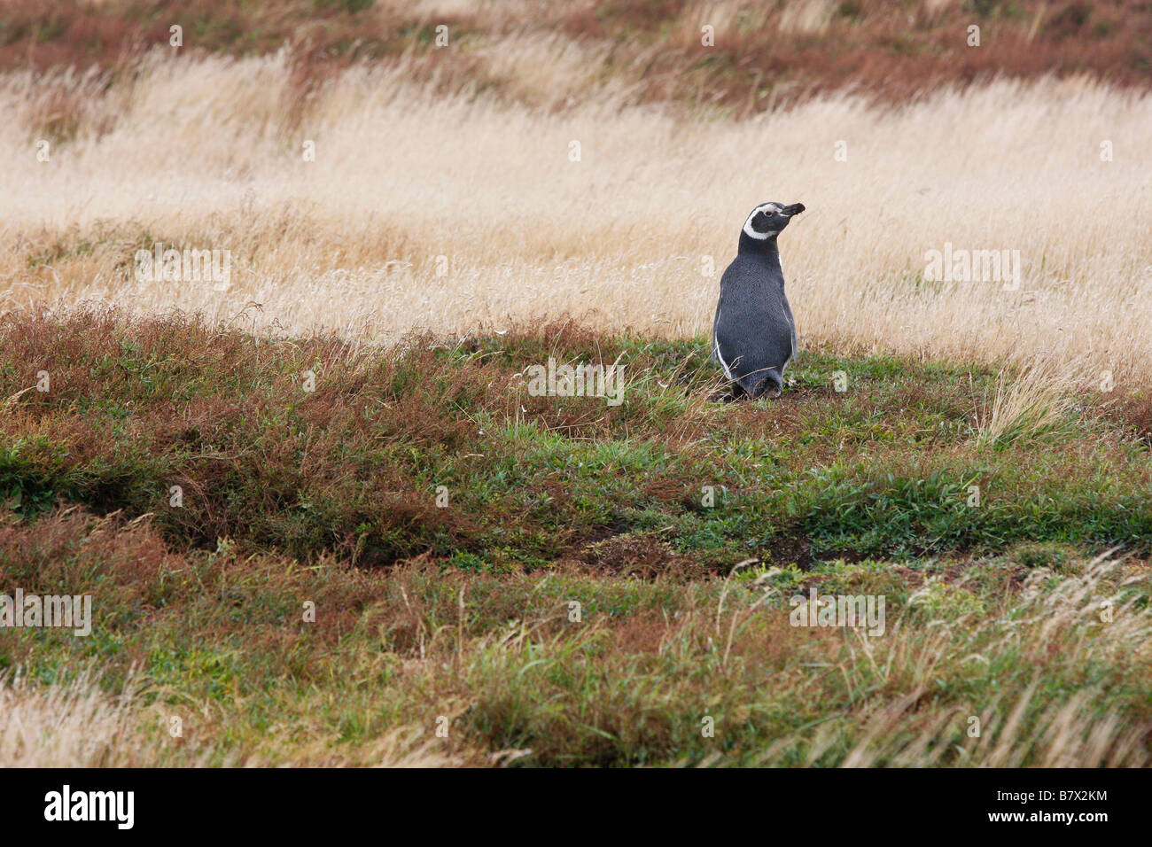 Pinguino magellano in un campo sulle Isole Falkland dell'Isola dei leoni marini Foto Stock