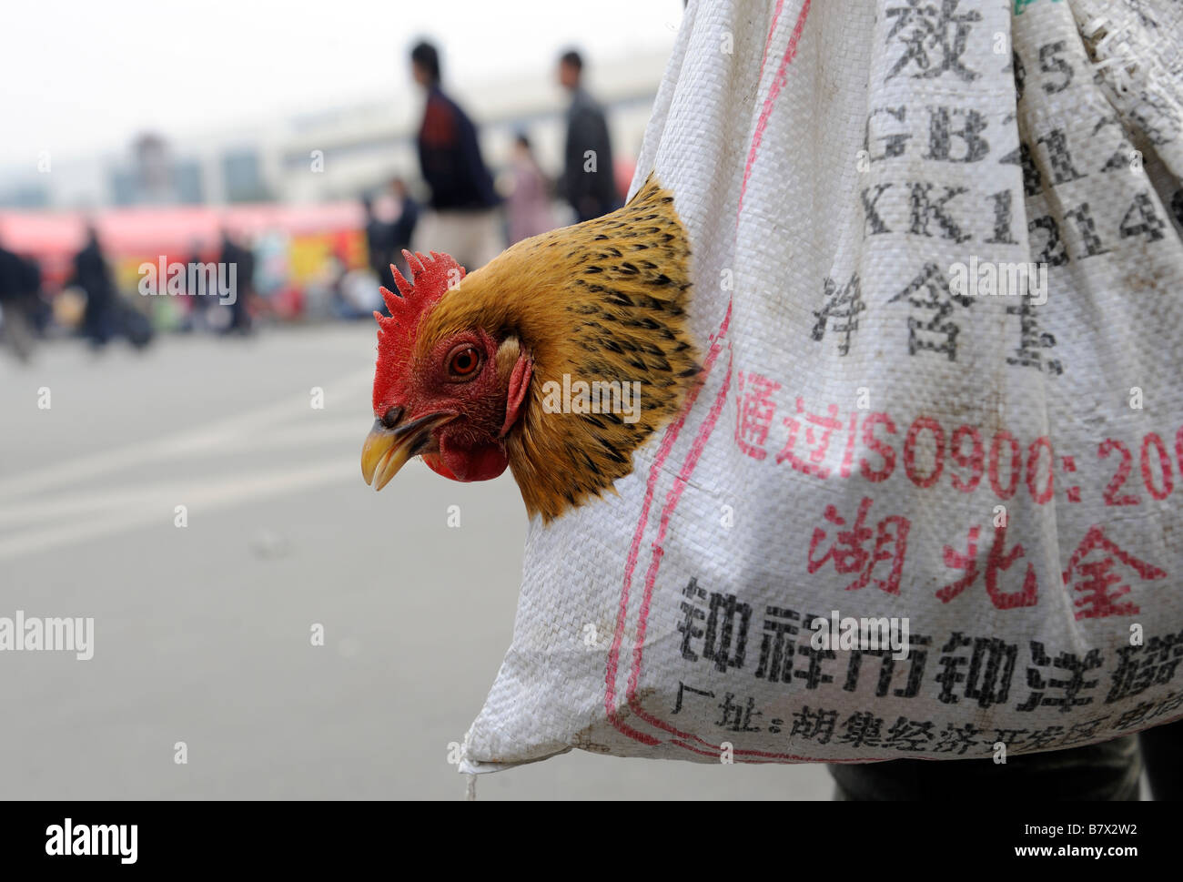 Un lavoratore migrante porta un pollo la cui testa che si estende da una borsa su una strada di Nanchang, Jiangxi, Cina. 05-Feb-2009 Foto Stock