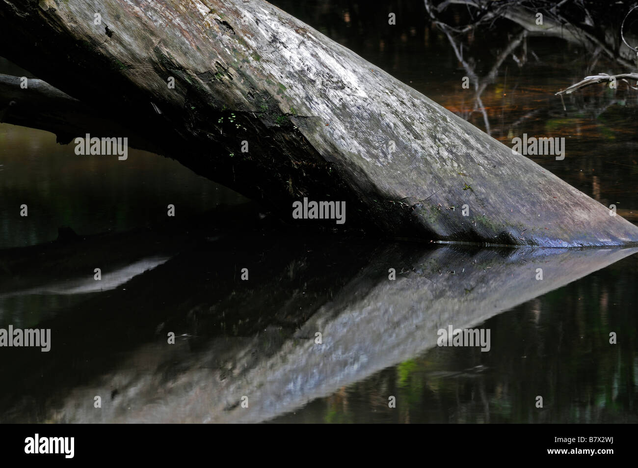 Caduto albero morto tronco riflessione riflessa forma a V ancora in un ruscello flusso del fiume cumberland whitley county kentucky Foto Stock